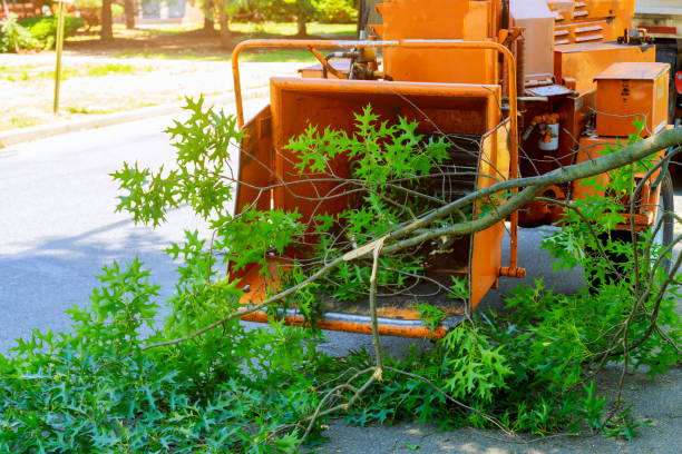 Reliable Lake Clarke Shores, FL Tree Care Services Solutions